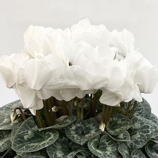 シクラメン　田中パステル シリーズ 大輪系品種