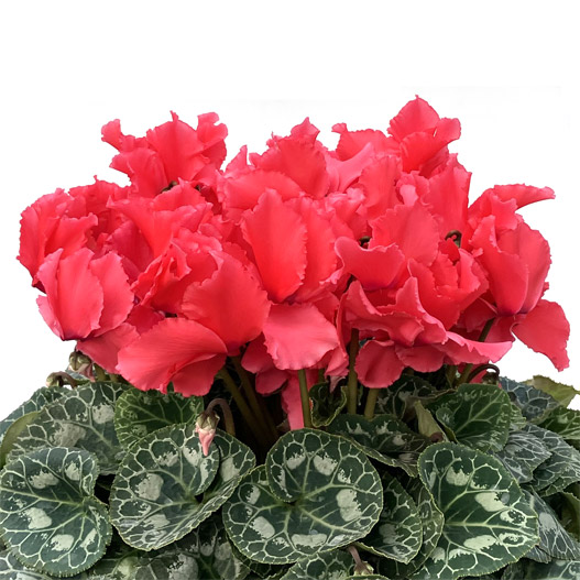 シクラメン　田中パステル シリーズ 大輪系品種