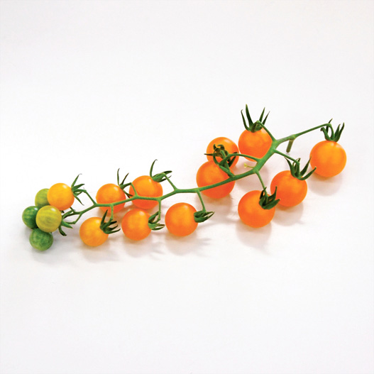 マイクロトマト　マイクロビーズ 