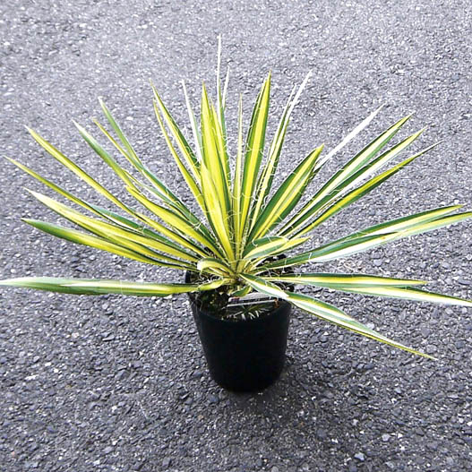 ユッカ｜WEBカタログ｜未来アグリス株式会社|未来アグリス株式会社|農