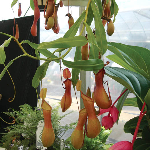 食虫植物｜WEBカタログ｜未来アグリス株式会社|未来アグリス株式会社