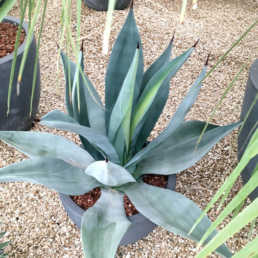 アガベ｜WEBカタログ｜未来アグリス株式会社|未来アグリス株式会社|農