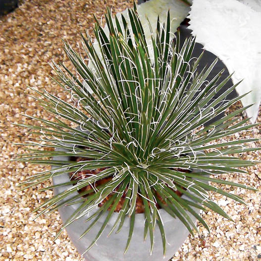 アガベ｜WEBカタログ｜未来アグリス株式会社|未来アグリス株式会社|農