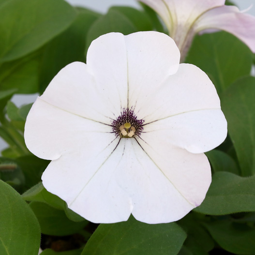 ペチュニア　よく咲くペチュニア バカラiQ シリーズ 