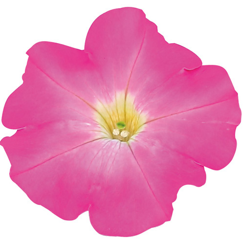 ヒ*イ様 ☘️限定1株☘️未株分け☘️花付き☘️タグ付き☘️3363⭐️ベビード ペチュニア よく咲くペチュニア バカラiQ シリーズ｜WEBカタログ｜未来