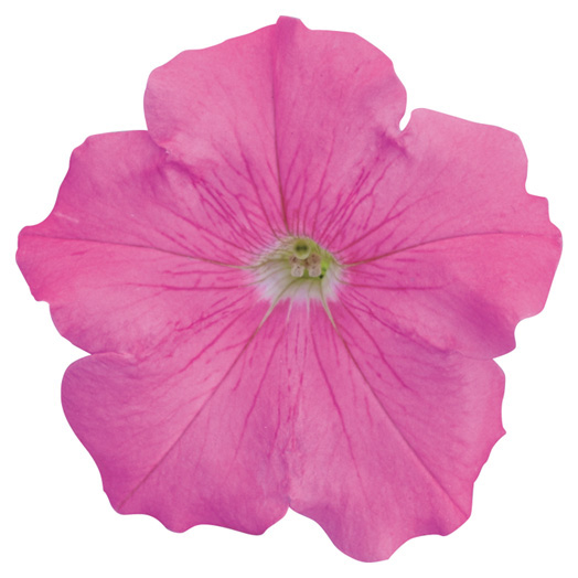 ペチュニア よく咲くペチュニア バカラiQ シリーズ｜WEBカタログ｜未来