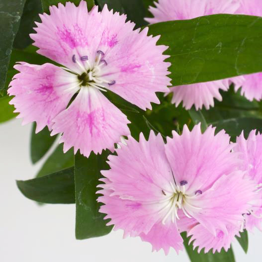 ダイアンサス　マジックピンク 