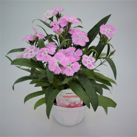 ダイアンサス　マジックピンク 