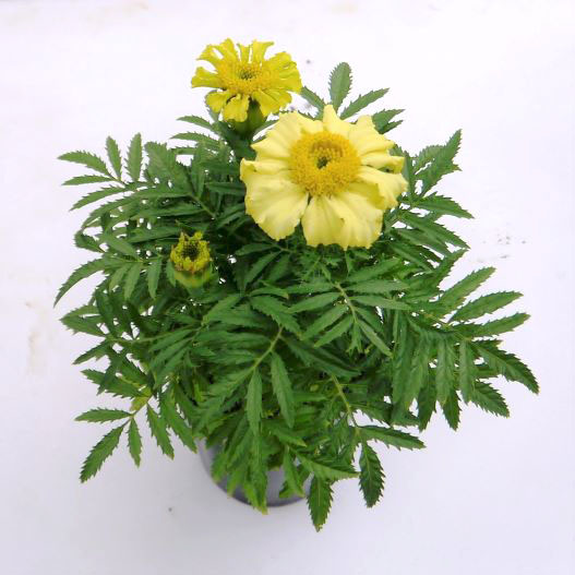 マリーゴールド フレンチ　デイジーホイールレモン 