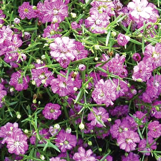 ジプソフィラ　ジプシー シリーズ 