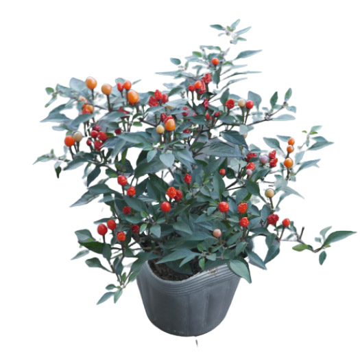 カプシカム　みもとうがらし シリーズ 観賞用とうがらし