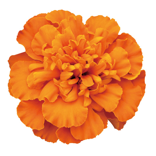 マリーゴールド出品 マリーゴールド フレンチ スーパーヒーロー シリーズ｜WEBカタログ