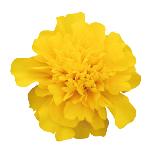 マリーゴールド フレンチ　スーパーヒーロー シリーズ 