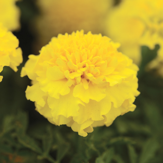 マリーゴールド フレンチ ホットパック シリーズ｜WEBカタログ｜未来