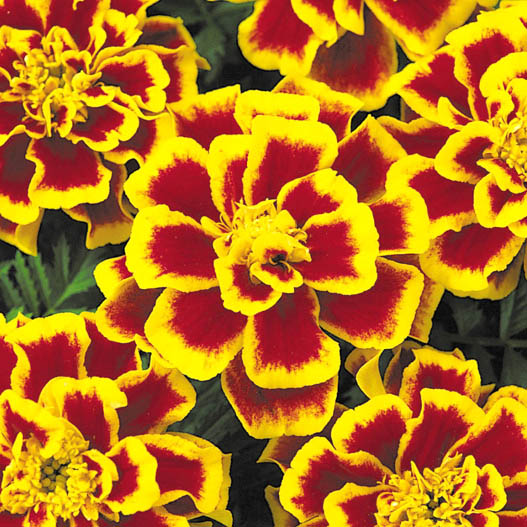 マリーゴールド フレンチ　デュランゴ シリーズ 