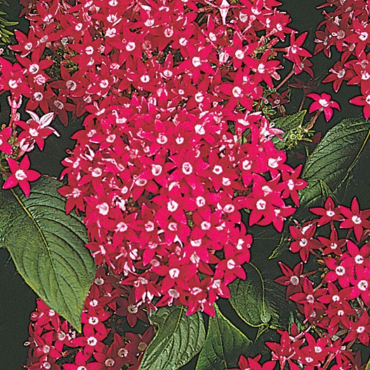 ペンタス F1　グラフィティ シリーズ 