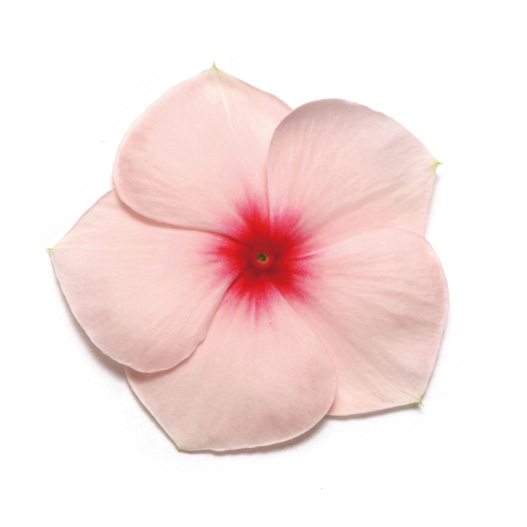 ビンカ　パシフィカXP シリーズ 