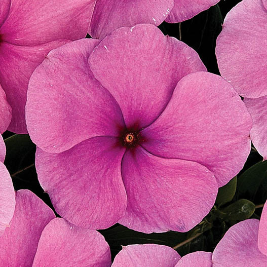 ビンカ F1　タイタン シリーズ 