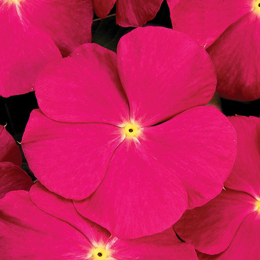 ビンカ F1　タイタン シリーズ 