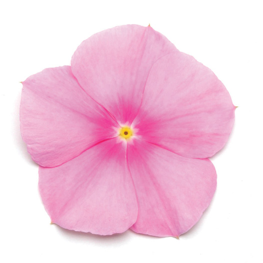 ビンカ F1　タイタン シリーズ 