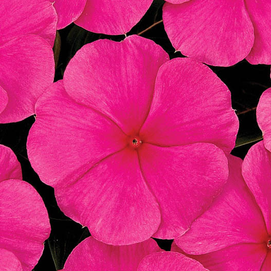 ビンカ F1　タイタン シリーズ 