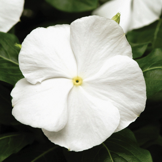 ビンカ F1　タイタン シリーズ 