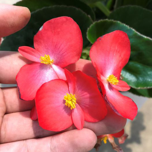 ベゴニア センパフローレンス F1　ビッグデラックス シリーズ 