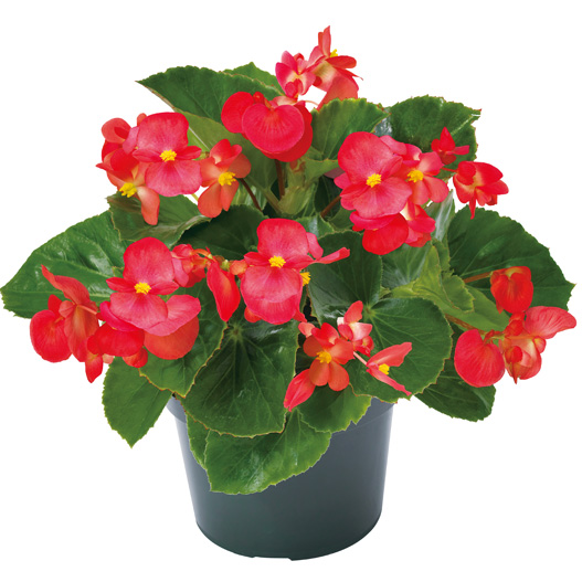 ベゴニア センパフローレンス F1 ビッグデラックス シリーズ｜WEB