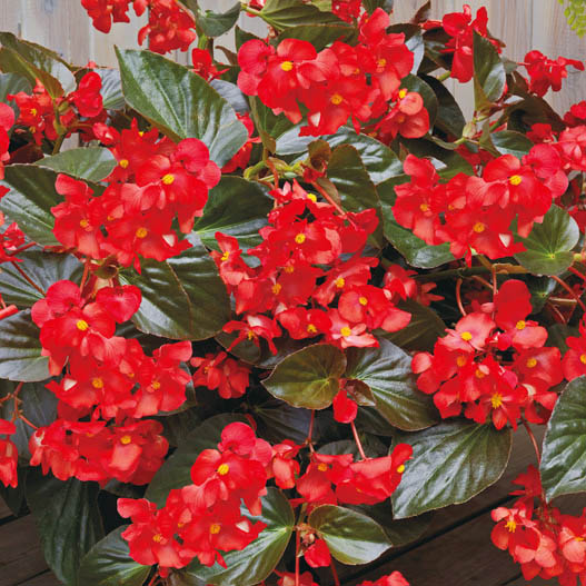 ベゴニア センパフローレンス F1 ビッグデラックス シリーズ｜WEB