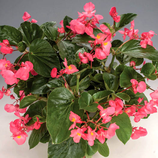 ベゴニア センパフローレンス F1　ビッグデラックス シリーズ 