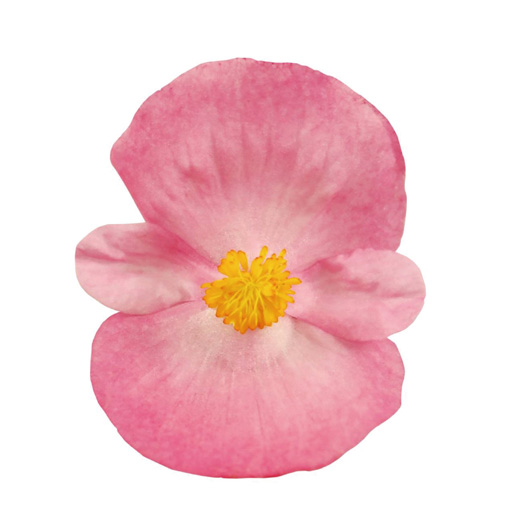 ベゴニア センパフローレンス F1　スーパークール シリーズ 