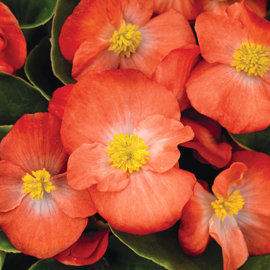 ベゴニア センパフローレンス F1　スプリントプラス シリーズ 