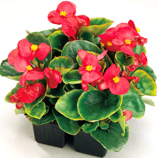 ベゴニア センパフローレンス F1　アンバサダー シリーズ 