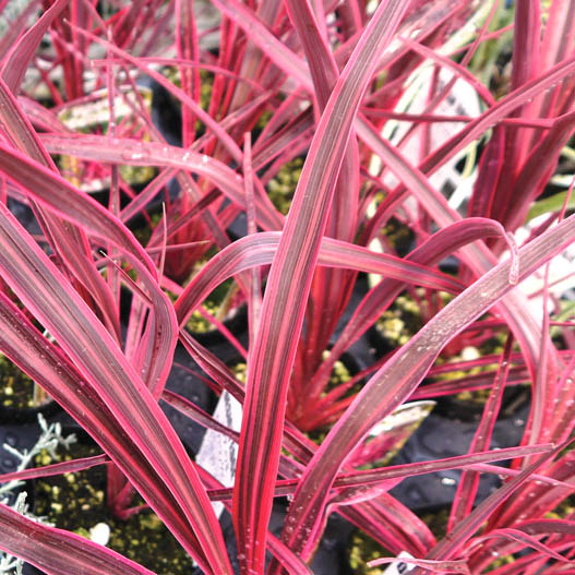 コルジリネ バンクシー エレクトリック シリーズ｜WEBカタログ｜未来