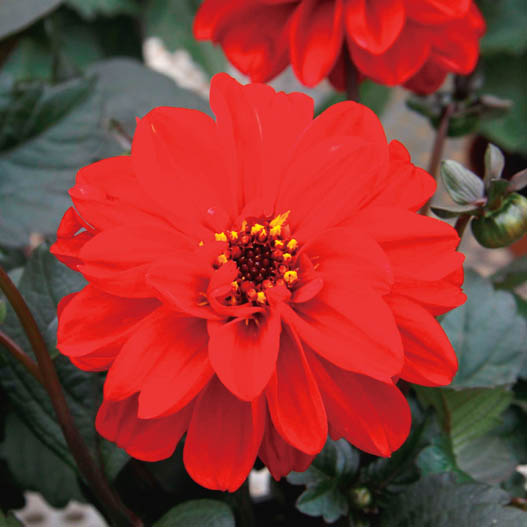 ダリア　ダラヤ ミーナ シリーズ 旧名：レディダリア