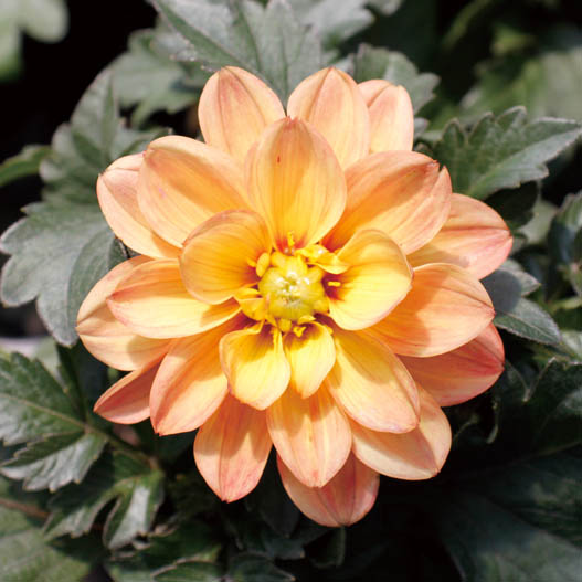 ダリア　ダラヤ ミーナ シリーズ 旧名：レディダリア