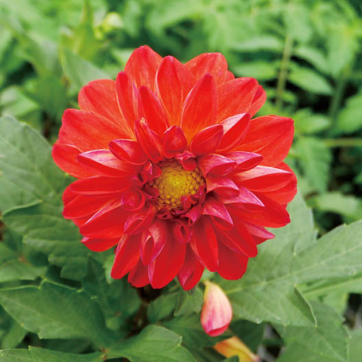 ダリア ダラヤ ミーナ シリーズ｜WEBカタログ｜未来アグリス株式会社