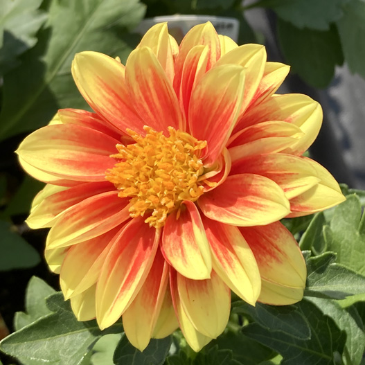 ダリア　ダラヤ ミーナ シリーズ 旧名：レディダリア