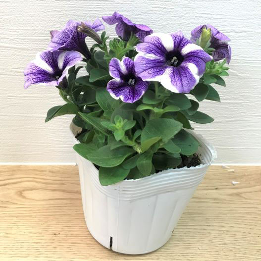 ペチュニア　スイーチュニア 