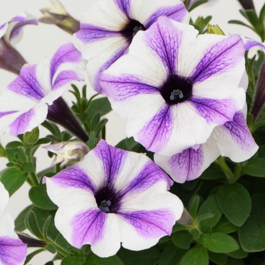 ペチュニア　スイーチュニア 