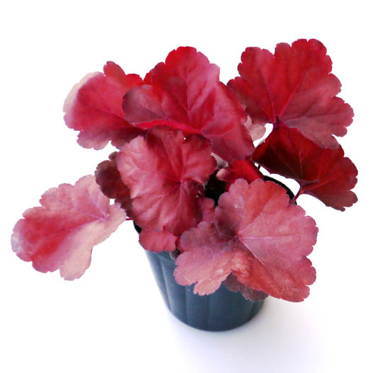 ヒューケラ　プレミアムコレクション 