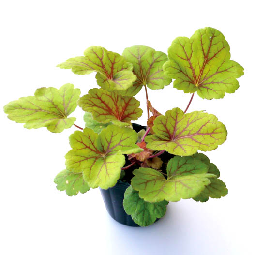 ヒューケラ　プレミアムコレクション 