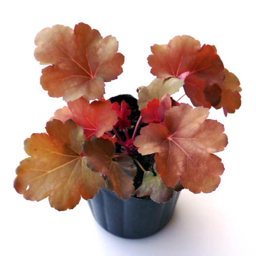 ヒューケラ　プレミアムコレクション 