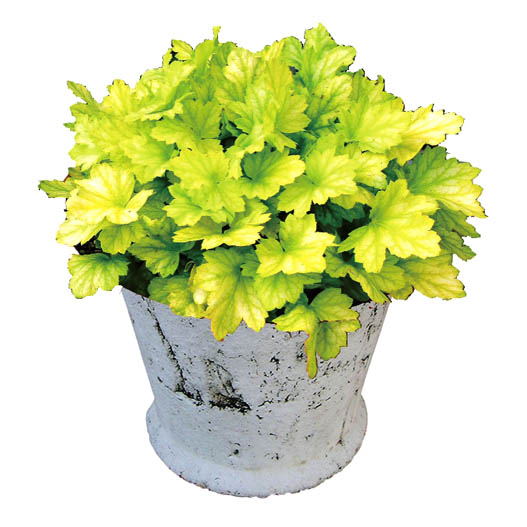 ヒューケラ　ドルチェ シリーズ 