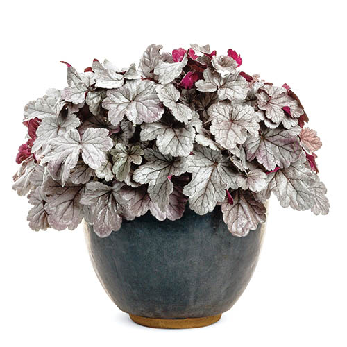 ヒューケラ　ドルチェ シリーズ 