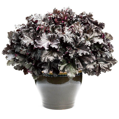 ヒューケラ　ドルチェ シリーズ 