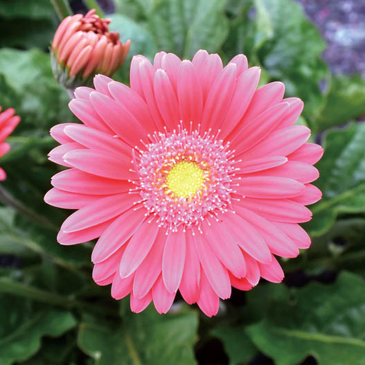 宿根ガーベラ　ガルビネア シリーズ 