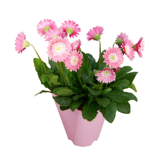 宿根ガーベラ　ガルビネア シリーズ 