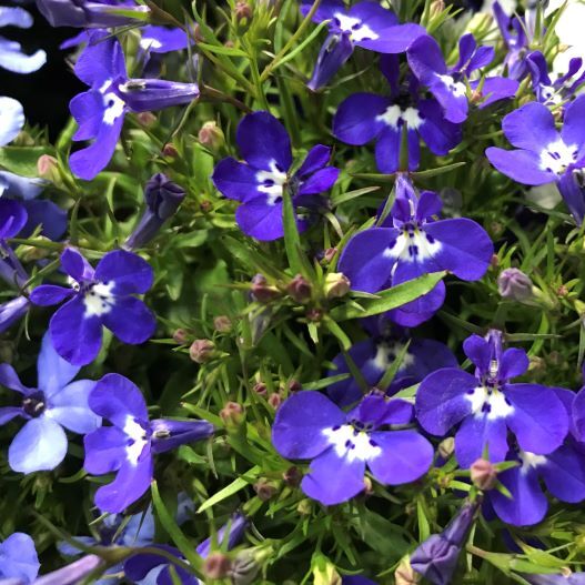 ロベリア エリヌス　リビエラ シリーズ 