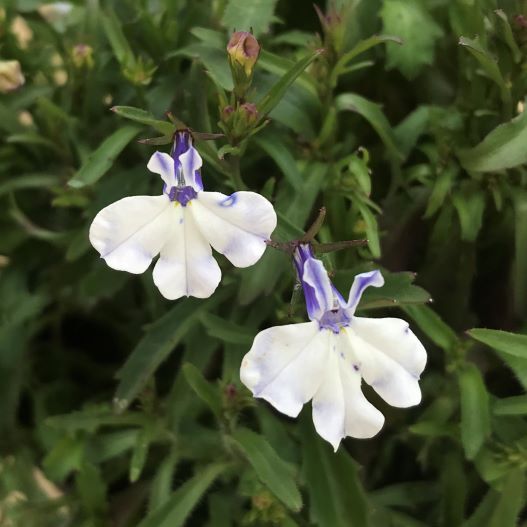 ロベリア エリヌス　リビエラ シリーズ 